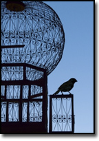 jesus and the bird cage by paul harvey paul harvey christmas story birds transcript